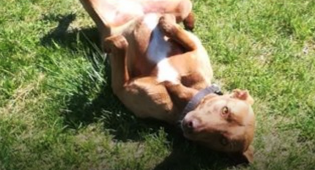 Dog Sitter Wanted Cumbria